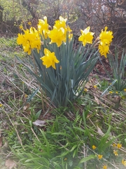 Narcissus
