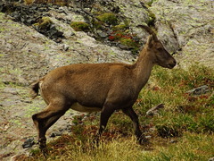 Capra ibex