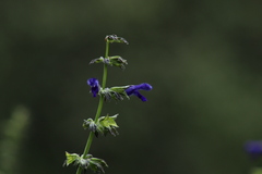 Salvia mexicana