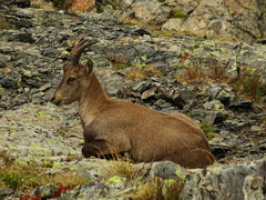 Capra ibex