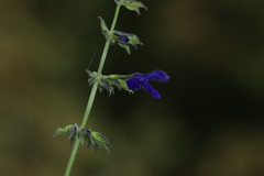 Salvia mexicana