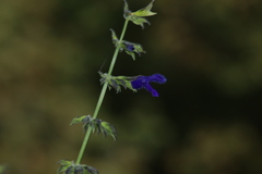 Salvia mexicana