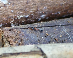 Tetraponera rufonigra