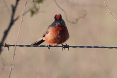 Coryphospingus cucullatus