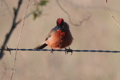 Coryphospingus cucullatus