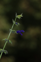 Salvia mexicana