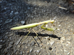Statilia maculata
