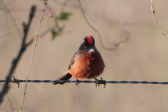 Coryphospingus cucullatus