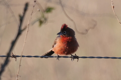 Coryphospingus cucullatus
