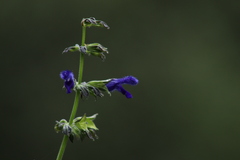 Salvia mexicana