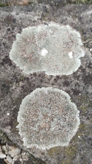 Protoparmeliopsis muralis