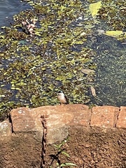 Tachycineta albiventer