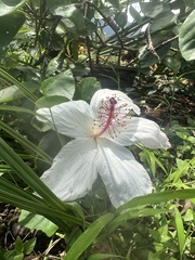 Hibiscus arnottianus
