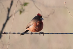 Coryphospingus cucullatus