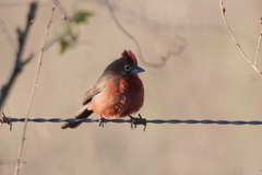 Coryphospingus cucullatus