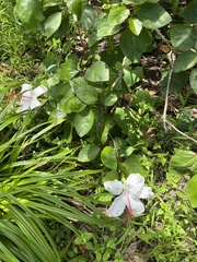 Hibiscus arnottianus