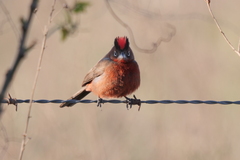 Coryphospingus cucullatus