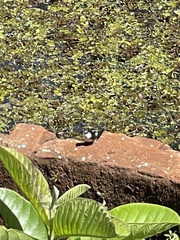 Tachycineta albiventer