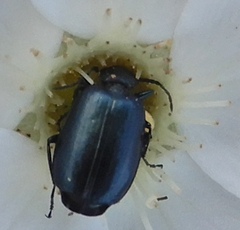 Lebia