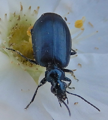 Lebia