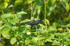 Papilio clytia