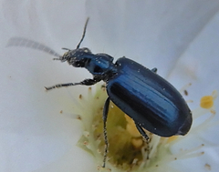 Lebia