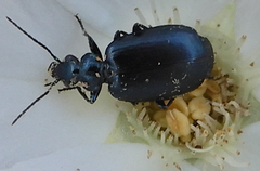 Lebia