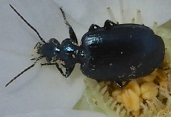 Lebia
