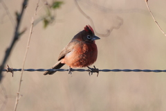 Coryphospingus cucullatus