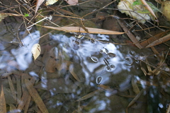 Aquarius elongatus