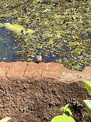 Tachycineta albiventer