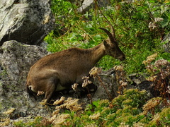 Capra ibex