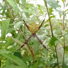 Argiope
