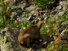 Capra ibex