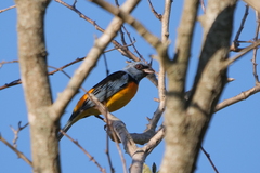 Rauenia bonariensis