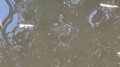 Zenarchopterus buffonis