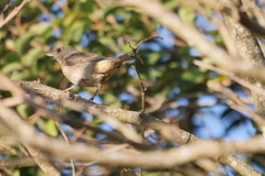 Rauenia bonariensis