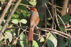 Synallaxis frontalis