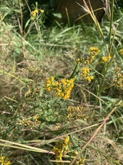 Euthamia caroliniana