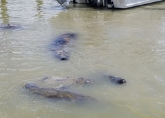 Trichechus manatus