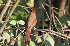 Synallaxis frontalis