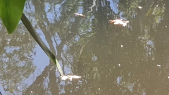 Zenarchopterus buffonis