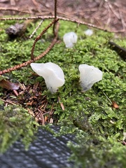 Pseudohydnum gelatinosum