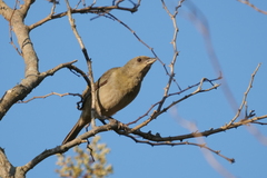 Rauenia bonariensis