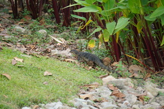 Varanus salvator macromaculatus