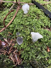 Pseudohydnum gelatinosum