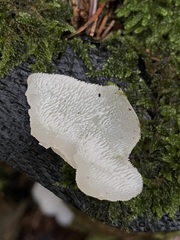 Pseudohydnum gelatinosum