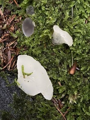 Pseudohydnum gelatinosum