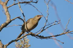 Rauenia bonariensis
