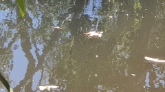 Zenarchopterus buffonis